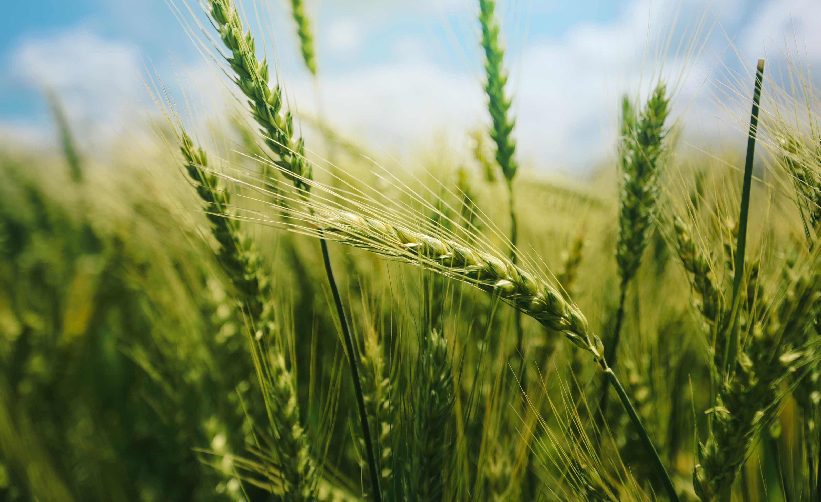 Fungicides