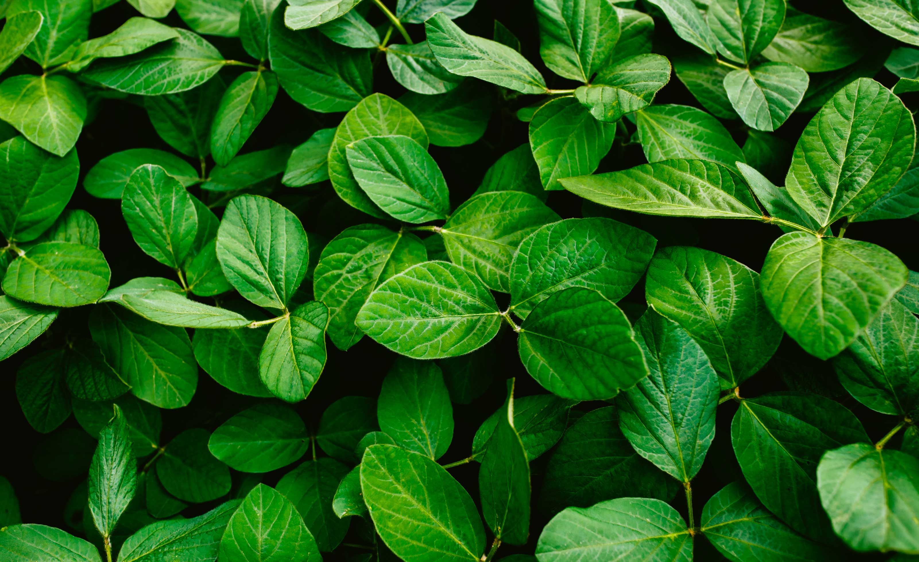 Adjuvants and Additives
