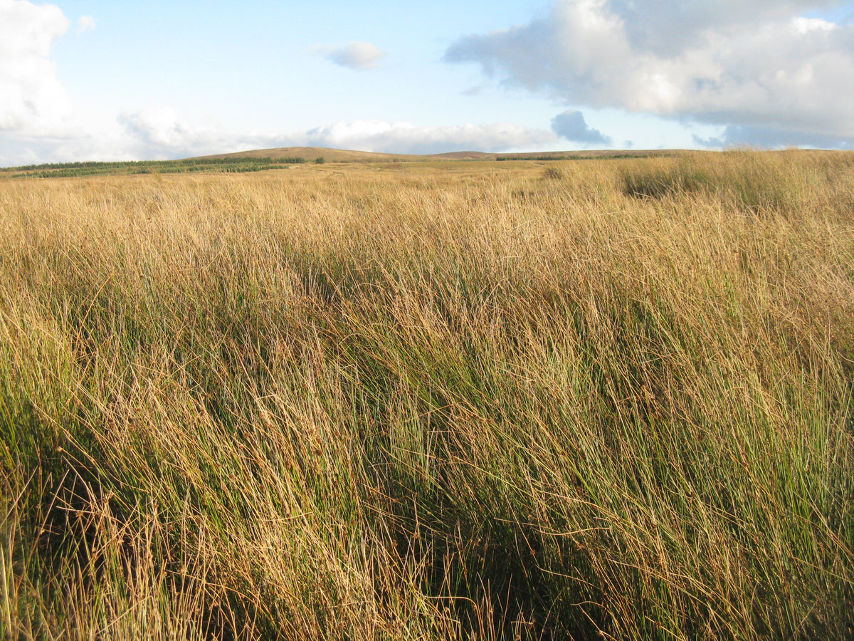 Proxago Rushes Rushes, Sedges, and Ferns – AGPRO